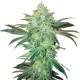 Auto Easy Bud feminised Ganja Seeds - 2 насінини