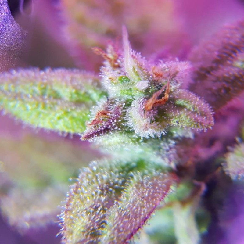 Auto Maxigom x Northern Lights feminised Ganja Seeds - 2 насінини