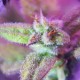 Auto Maxigom x Northern Lights feminised Ganja Seeds - 2 насінини