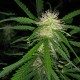 Auto Maxigom x Northern Lights feminised Ganja Seeds - 2 насінини