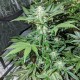Auto Maxigom x Northern Lights feminised Ganja Seeds - 2 насінини