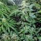 Auto Maxigom x Northern Lights feminised Ganja Seeds - 2 насінини