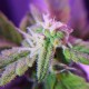 Auto Maxigom x Northern Lights feminised Ganja Seeds - 2 насінини