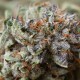 Chill OM feminised Ganja Seeds
