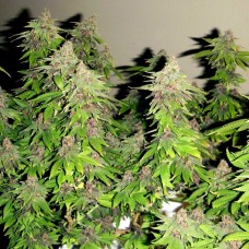 Chill OM feminised Ganja Seeds