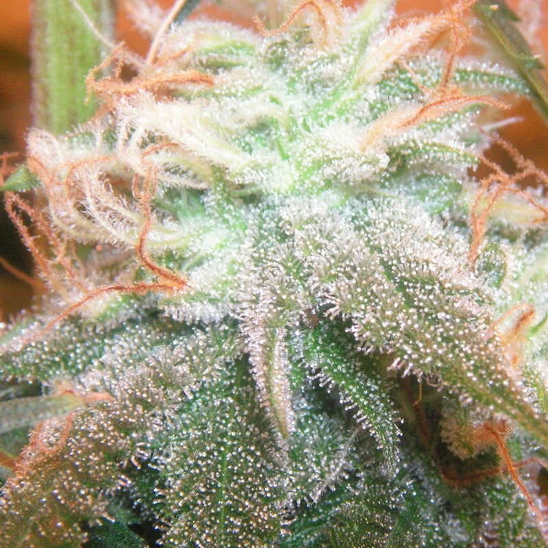 Chill OM feminised Ganja Seeds