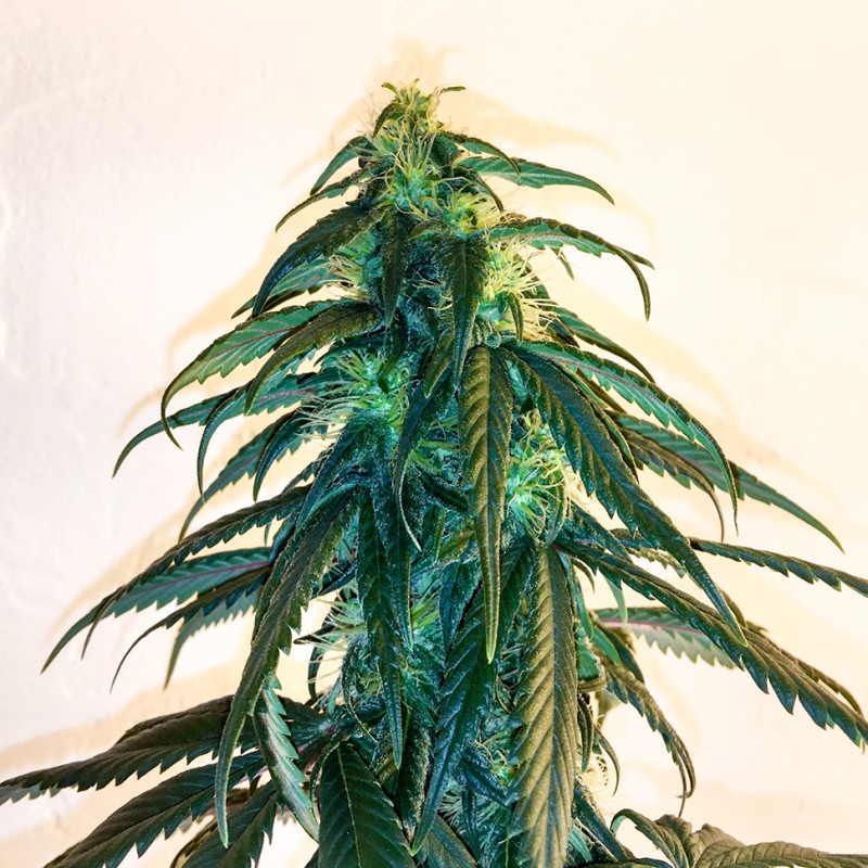 Mama Mia feminised Ganja Seeds - 2 насінини