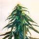 Mama Mia feminised Ganja Seeds - 2 насінини
