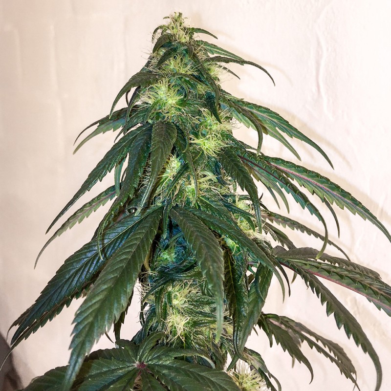 Mama Mia feminised Ganja Seeds - 2 насінини