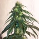 Mama Mia feminised Ganja Seeds - 2 насінини