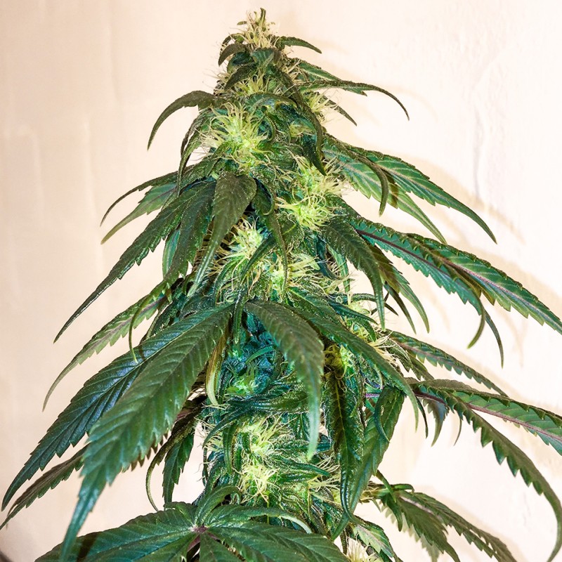 Mama Mia feminised Ganja Seeds - 2 насінини