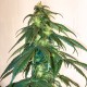 Mama Mia feminised Ganja Seeds - 2 насінини