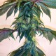 Mama Mia feminised Ganja Seeds - 2 насінини