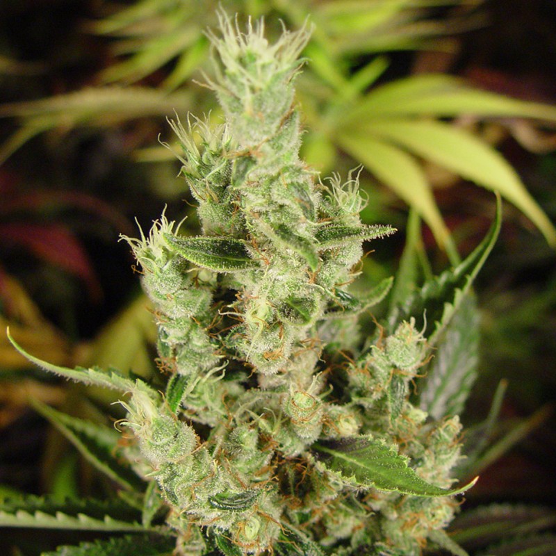 Amnesia Haze feminised GanjaLiveSeeds