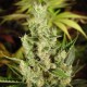 Amnesia Haze feminised GanjaLiveSeeds