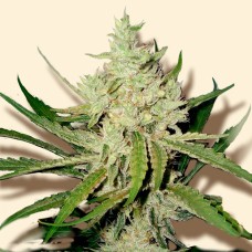 Amnesia Haze feminised GanjaLiveSeeds