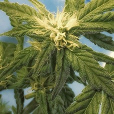 Flowershell Bomb feminised Ganja Seeds