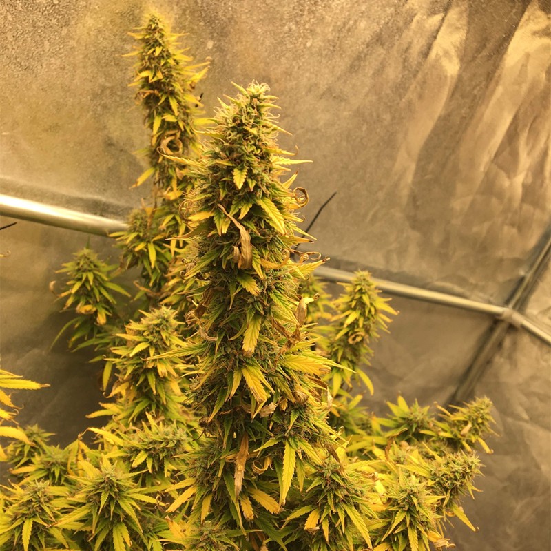 Auto Big Bud XXL feminised Ganja Seeds - 777 насінин