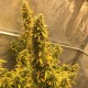 Auto Big Bud XXL feminised Ganja Seeds - 777 насінин