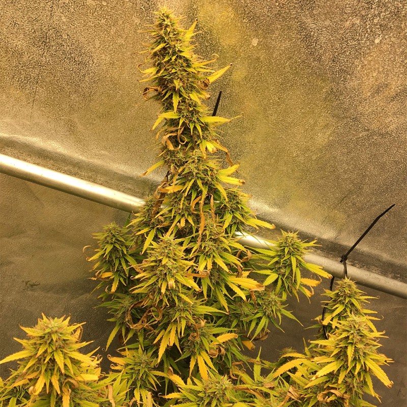 Auto Big Bud XXL feminised Ganja Seeds - 777 насінин