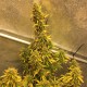 Auto Big Bud XXL feminised Ganja Seeds - 777 насінин