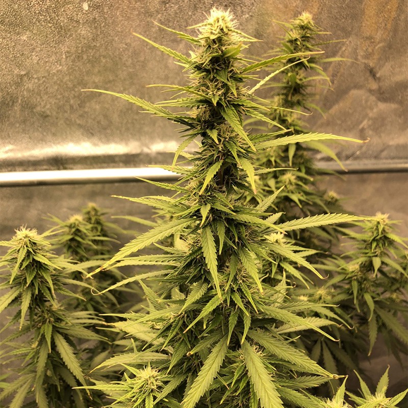 Auto Big Bud XXL feminised Ganja Seeds - 777 насінин