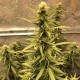 Auto Big Bud XXL feminised Ganja Seeds - 777 насінин