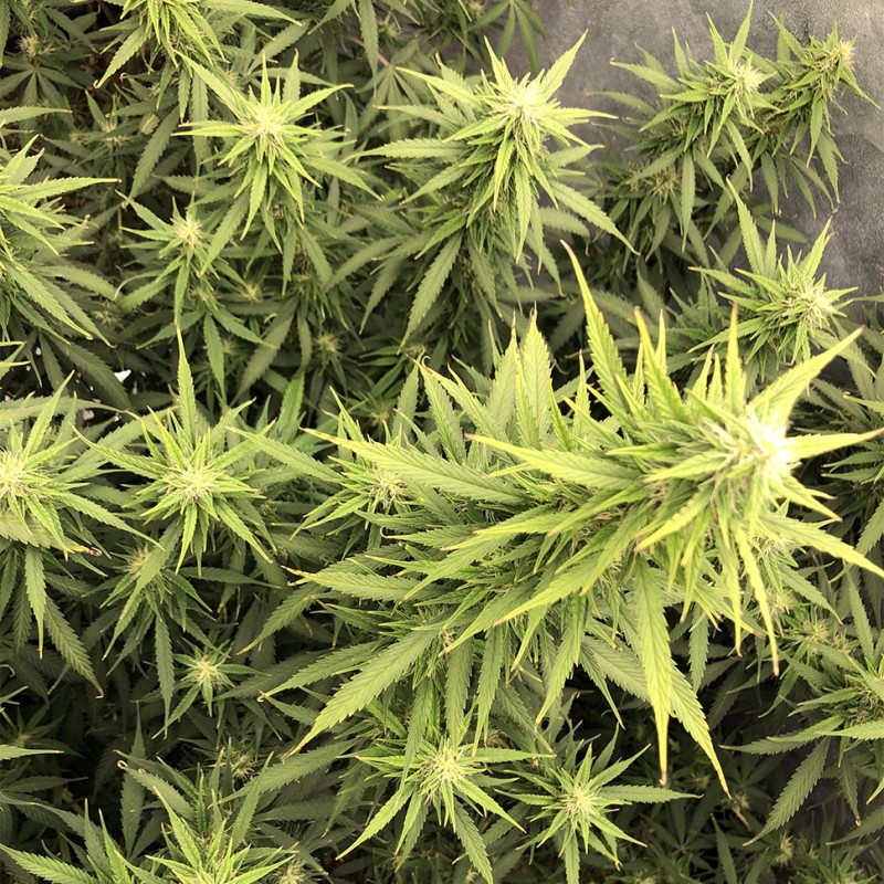 Auto Big Bud XXL feminised Ganja Seeds - 777 насінин
