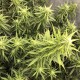 Auto Big Bud XXL feminised Ganja Seeds - 777 насінин