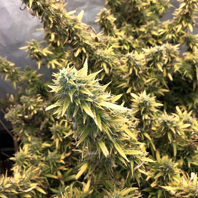 Auto Big Bud XXL feminised Ganja Seeds - 777 насінин
