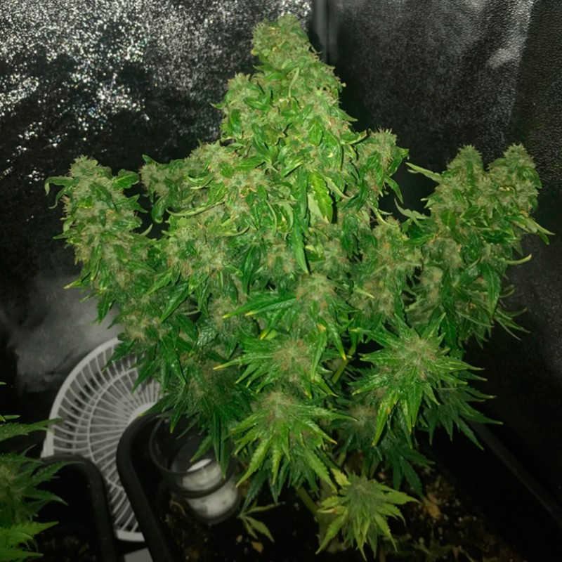 Auto Quick One feminised Ganja Seeds - 777 насінин