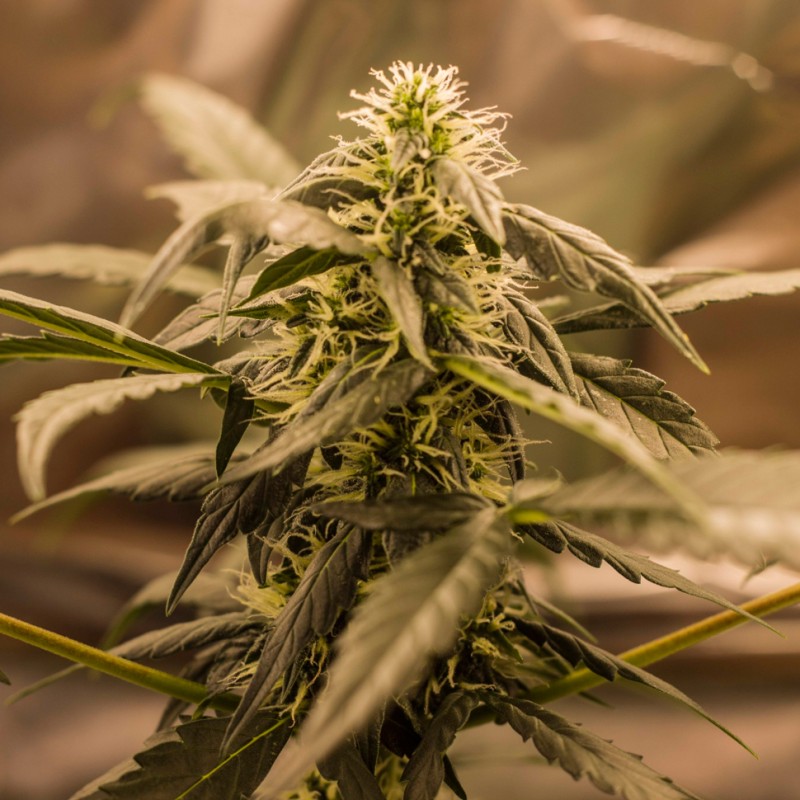Auto Quick One feminised Ganja Seeds - 777 насінин