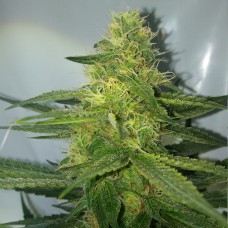 AK 47 feminised Ganja Seeds