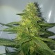 AK 47 feminised Ganja Seeds