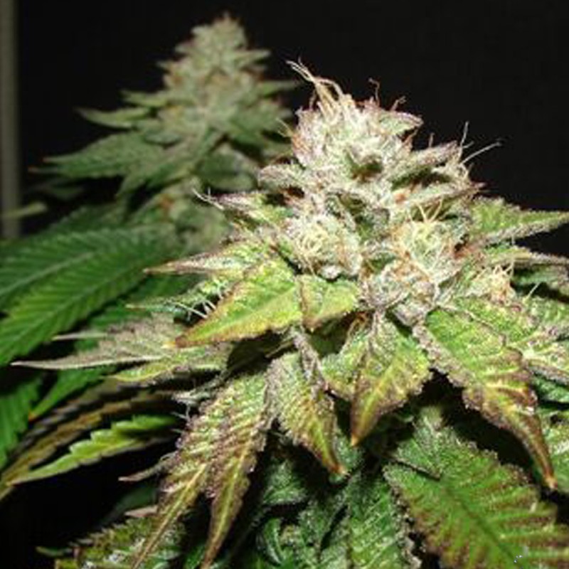 Deep Sleep feminised Ganja Seeds - 77 насінин