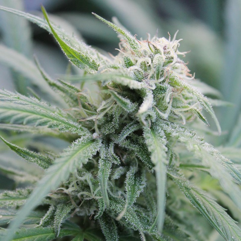 Water Lilly feminised Ganja Seeds