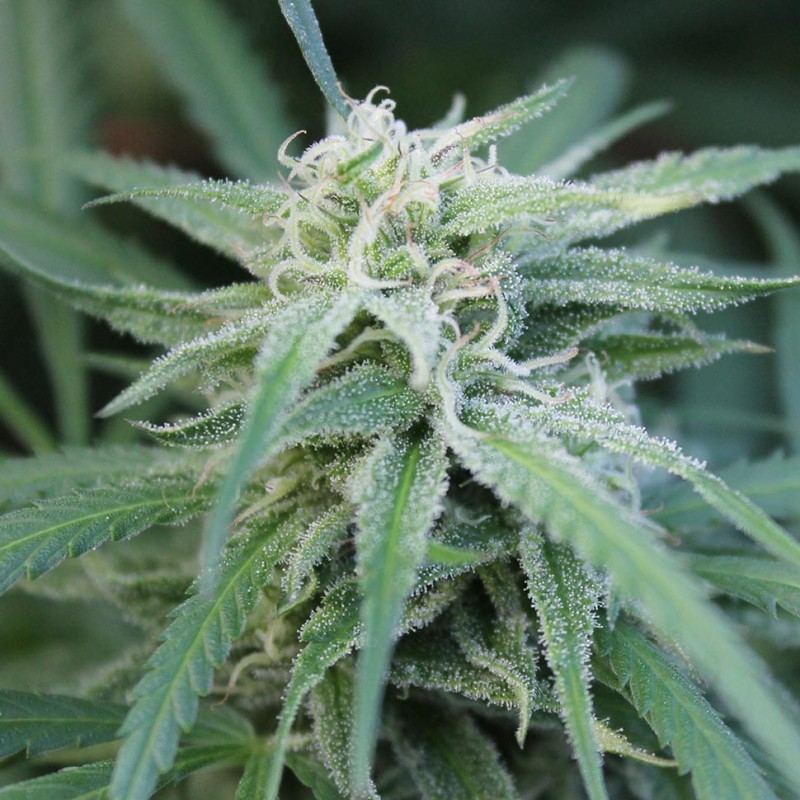 Water Lilly feminised Ganja Seeds