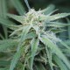 Water Lilly feminised Ganja Seeds