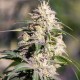 Big Bud feminised GanjaLiveSeeds