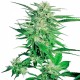 Big Bud feminised GanjaLiveSeeds