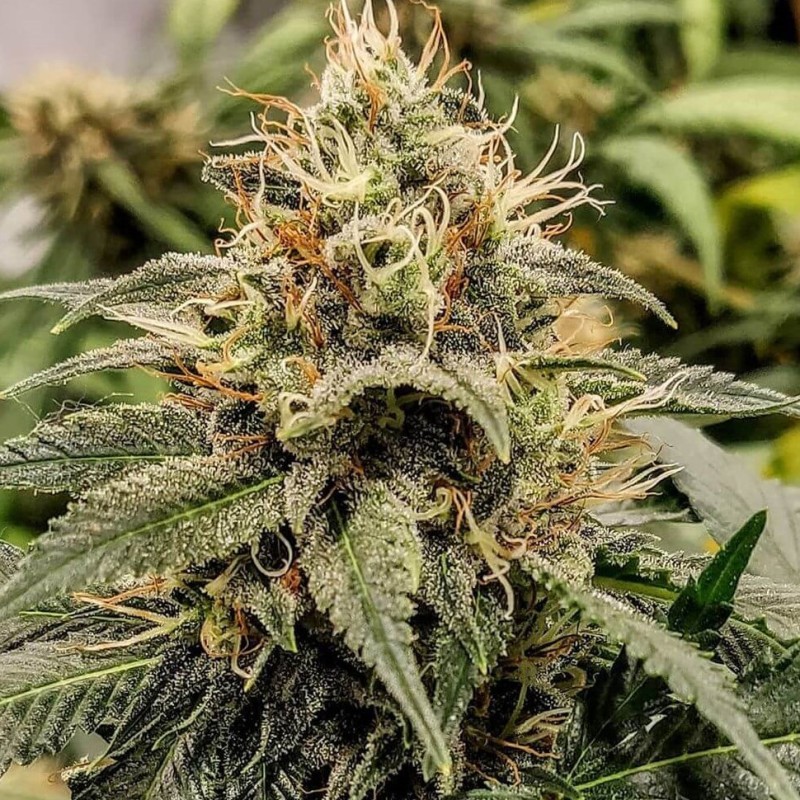 Auto Daiquiri Lime feminised Ganja Seeds - 2 насінини