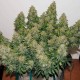 Auto Daiquiri Lime feminised Ganja Seeds - 2 насінини