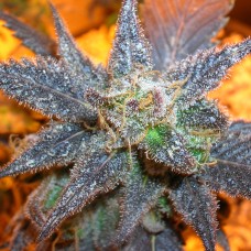 Auto Purple feminised GanjaLiveSeeds