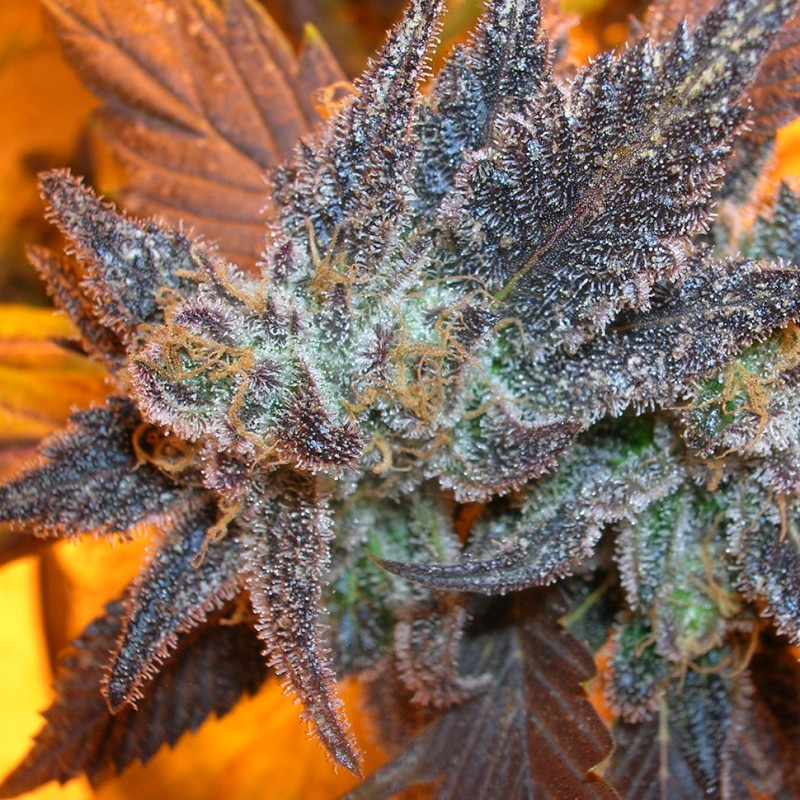 Auto Purple feminised GanjaLiveSeeds