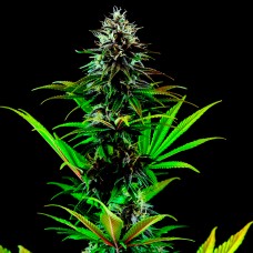 Tropicanna Poison feminised Ganja Seeds Fast Version