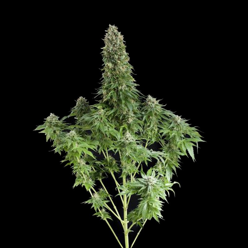 White Siberian feminised Ganja Seeds - 2 насінини