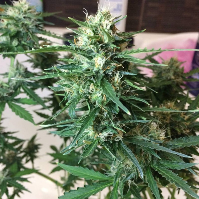 Auto Northern Lights x AK feminised Ganja Seeds