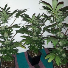 Black Domina feminised GanjaLiveSeeds