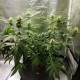 Black Domina feminised GanjaLiveSeeds