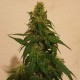 Gelato feminised Ganja Seeds